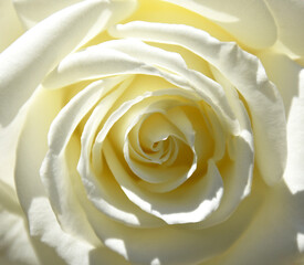 Nature flowers beauty white rose