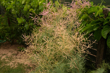 Botany. Closeup view of shrub Tamarix ramosissima, also known as Salt Cedar, green leaves and pink blooming flowers, growing in the garden.