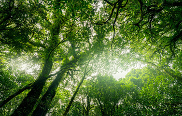 Looking up view of tree trunk to green leaves of tree in forest with sun light. Fresh environment...