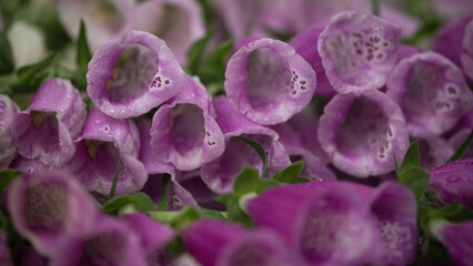 abstract close up of pink foxglove or digitalis 