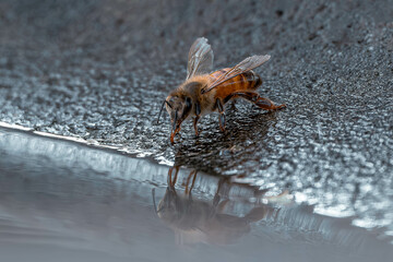 Honeybee Drinking Water from Bird Bath