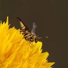 Paper Wasp on Teddy Bear Sunflower