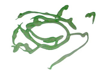 Abstract background with squiggles and spots painted with nail polish on grey isolated on a transparent background