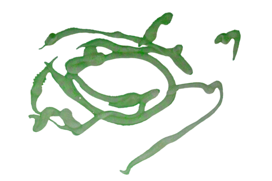 Abstract background with squiggles and spots painted with nail polish on grey isolated on a transparent background