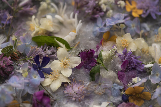 background with fresh frozen May flowers in white, purple and violet colors