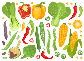 Various fresh vegetables and plants. Garden. Harvest. Bell peppers, chili peppers, bok choy cabbage, corn and corn kernels, okra, artichoke, asparagus. Vector illustration. Vegatable collection. 