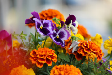 Colorful flowers in the garden