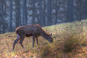 Grazing deer without antlers in the meadow near the forest.