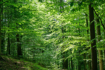 Beeches with green leaves in Vienna Woods in St. Corona