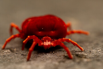 macro shot of a red velvet mite