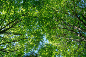 Canopy with green beech leaves in the Vienna Woods in St. Corona