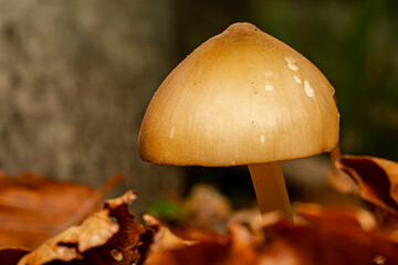 close up of a yellow white mushroom in the forest