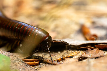 close up of a millipede on the ground