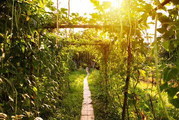 Pathway in a lush tropical garden