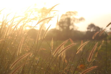 Grass flower, cool light
