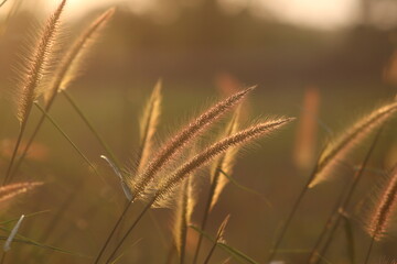 Grass flower, cool light