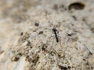 a black ant walking on a large rock
