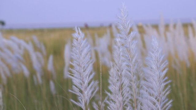 Icon of Autumn.  Blooming Kans grass (Saccharum spontaneum) kashful flowers. Swings in the wind evening blue sky.