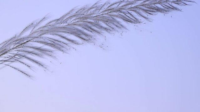 Icon of Autumn.  Blooming Kans grass (Saccharum spontaneum) kashful flowers. Swings in the wind evening blue sky.