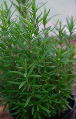 Obraz premium Young rosemary plant in herb farm garden. Vertical crop. Close up.
