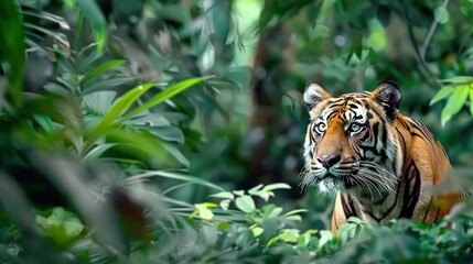 Fototapeta premium A tiger strolling through a green forest, its blurred face in the foreground