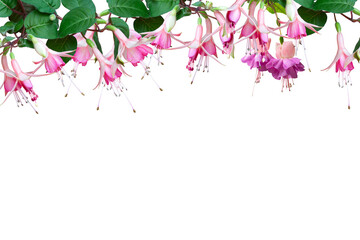 pink flower plant frame isolated background