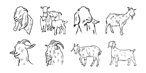 Collection of Goat line sketch logo in engraving style, hand drawn black and white vector illustration