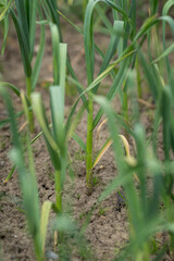 Obraz premium Detail of the lower part of a garlic stalk in the soil.