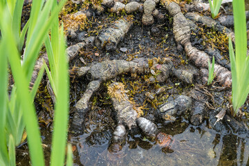 Bees drinking water in the roots of water iris.