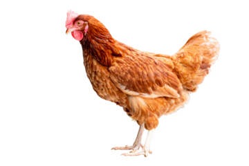 Chicken, Full body of brown chicken hen standing isolated transparent background, Laying hens farmers concept, PNG File