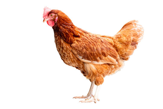 Chicken, Full body of brown chicken hen standing isolated transparent background, Laying hens farmers concept, PNG File