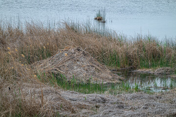 Beaver Home in the Upper Hampton Lake in the Columbia National Wildlife Refuge, WA
