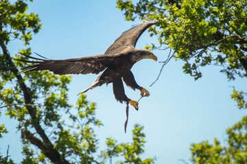 view of a bald eagle during a falconry show