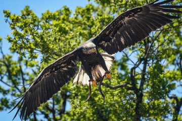 view of a bald eagle during a falconry show