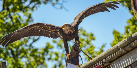 view of a bald eagle during a falconry show