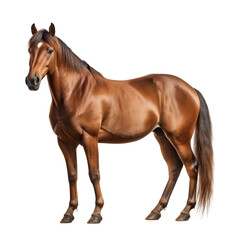 beautiful horse isolated on white