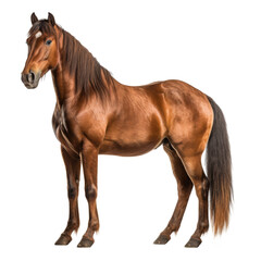 Fototapeta premium beautiful horse isolated on white