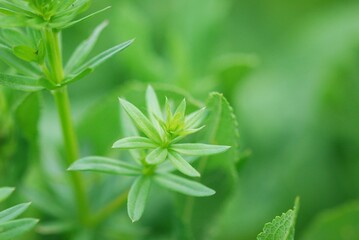 Obraz premium close up of plant in nature