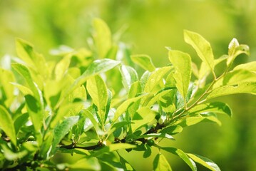 Branch with green leaves in sun lights, nature background