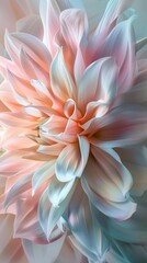 Obraz premium Close-up image capturing the delicate beauty of a dahlia in soft pastel colors