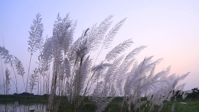 
Icon of Autumn.  Blooming Kans grass (Saccharum spontaneum) kashful flowers. Swings in the wind evening blue sky.