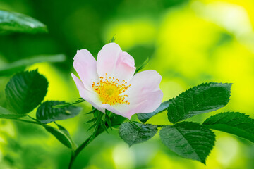 Pink rosehip flowers close-up on a bush on a blurred background