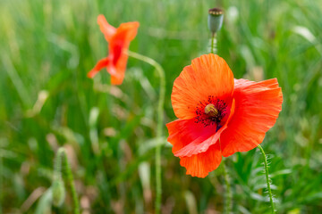Big red poppy flower on a background of green grass