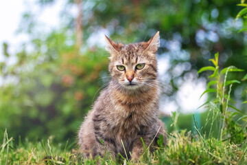 Brown cat with a attentive gaze in the garden against a blurred background, a cat portrait