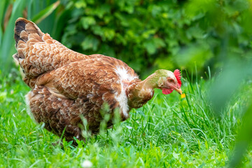 A brown chicken is looking for food in the garden among the green vegetation