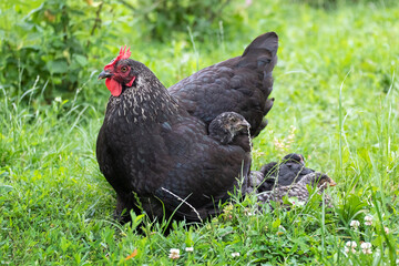 The black hen with small chicks is in the garden amidst the green grass