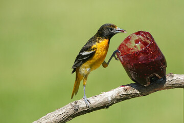 Baltimore Orioles in Spring
