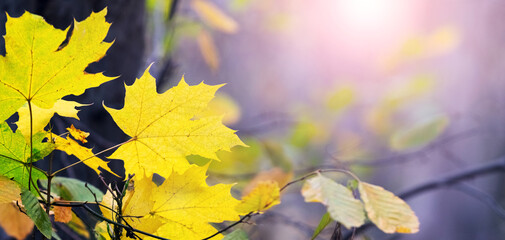 Maple branch with yellow leaves in the forest on a blurred background on a sunny day in autumn