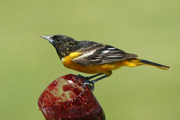 Baltimore Orioles in Spring