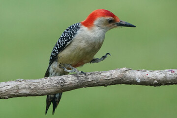 Red Bellied woodpecker on branch in spring